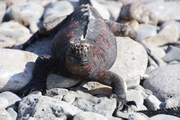 Fototapeta premium Meerechse- Galapagos