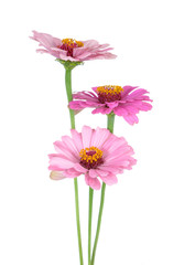 Three Zinnia Flowers