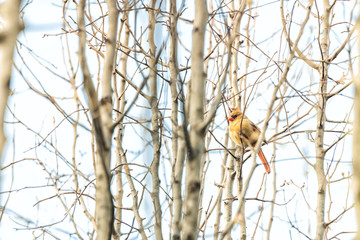 Puffed up angry one female red northern cardinal, Cardinalis, bird sitting perched on tree branch in spring, springtime, in Virginia
