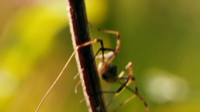 Spider, rather daddy longlegs (Herundo) on grass stems. Macro video
