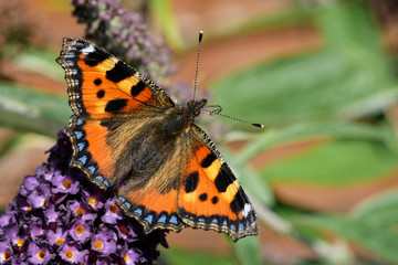 Small Tortoiseshell Nymphalis urticae
