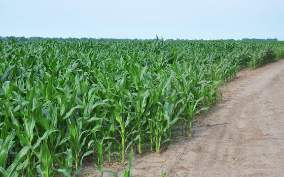 Corn field near country road. Cornfield.