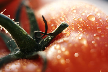 appetizing ripe tomato with green leaves and water droplets on it under strong increase