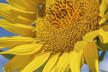 Bright yellow sunflower on blue sky background - 237572458