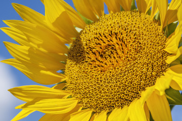Bright yellow sunflower on blue sky background - 237572460