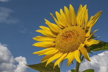 Bright yellow sunflower on blue sky background - 237572476