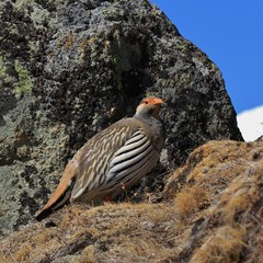 Tibetan Snow Cock.