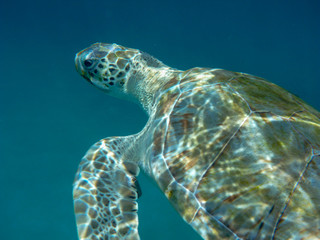 Underwater view of a green sea turtle (Chelonia mydas) swimming in blue sea in Barbados, Caribbean
