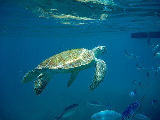 Underwater view of green turtle (Chelonia mydas) and fish in a blue sea in Barbados, Caribbean - obrazy, fototapety, plakaty
