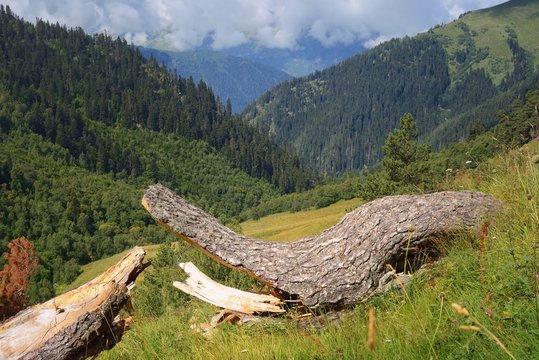 Fototapeta Forest in mountains
