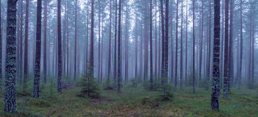 Fototapeta premium Pine tree in a foggy forest