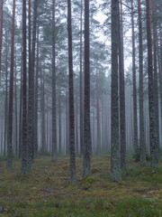 Pine tree in a foggy forest