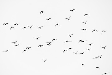 flock of birds flying on background