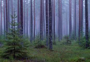 Pine tree in a foggy forest