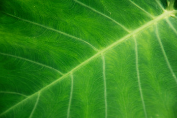 Obraz premium Nature leaves abstract detail green natural background in tropical forest.