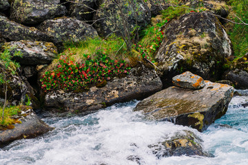 Mosses and lichens and rich vegetation on stones and boulders near mountain creek. Fast mountain water stream. Multicolored leaves. Picturesque plants of highlands. Amazing flora in wilderness.