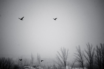 Winter landscape - snow storm, snow covered trees and black birds