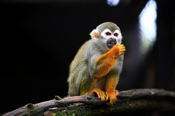 Obraz premium Squirrel monkey, (genus Saimiri) eating on the timber