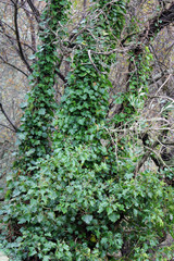 Sottobosco con bacche e foglie di hedera edera con alberi e rami