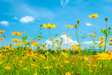 Fototapeta premium cosmos flower and blue sky background