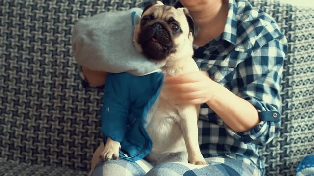 Girl or daughter gives her mother or woman dog in jacket and presents in the new year Eve. 4k
