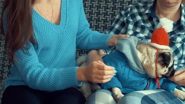 Girl or daughter gives her mother or woman dog in jacket and presents in the new year Eve. 4k