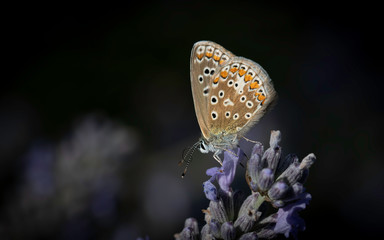 Common Blue Butterfly