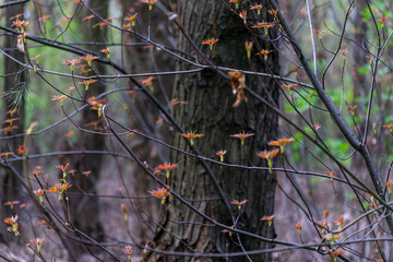 Branches of maple in the spring in the forest. Young orange leaves grow. Spring greens and spring mood. Nature comes alive