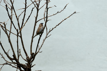 Scaly - breasted munia