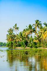 Fototapeta na wymiar Tropische Palmen am Wasser