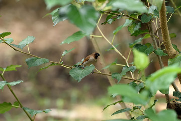 Scaly - breasted munia