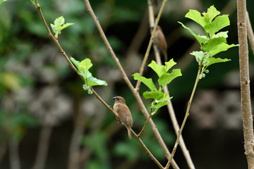 Young scaly - breasted munia