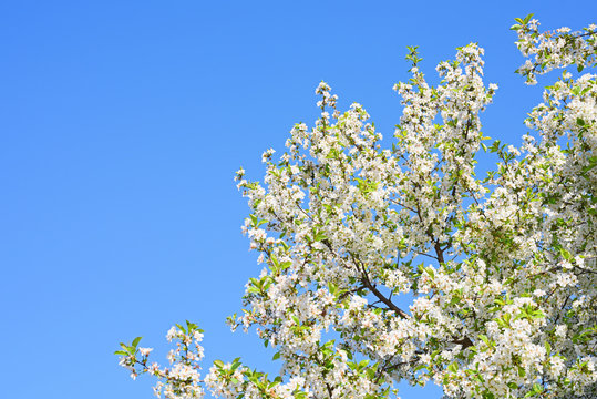 flowering cherry against a blue sky in spring