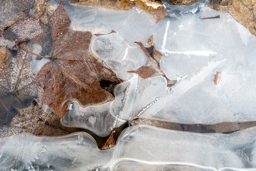 Frozen puddle with autumn leaves