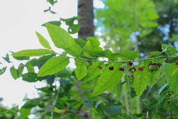 Melientha suavis Pierre at garden