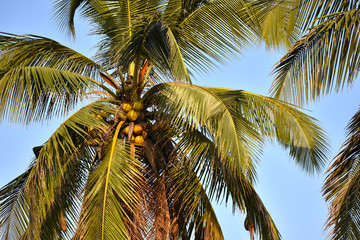 Obraz premium palm tree with blue sky in background