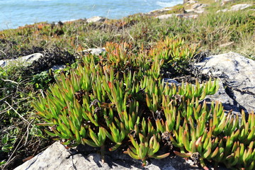 Carpobrotus edulis plant in the foreground