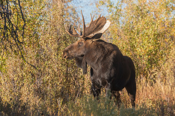 Naklejka na ściany i meble Bull Moose in Autumn in Wyoming