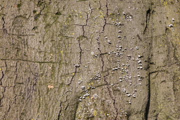 Texture of tree bark