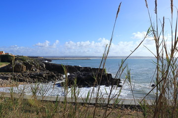 Fototapeta premium landscape with sea in the background and plants in the foreground