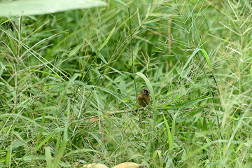 Scaly - breasted munia