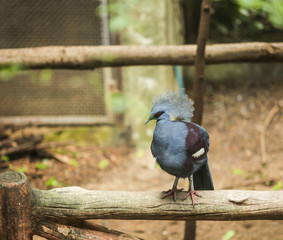 Selective Focused Victoria Crowned Pigeon is large, bluish-grey pigeon with elegant blue lace-like crests, maroon breast. It inhabits in lowland swamp forest. Wildlife Animal, Wild Bird in Captivity