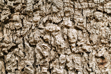 wood texture