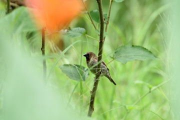 Scaly - breasted munia