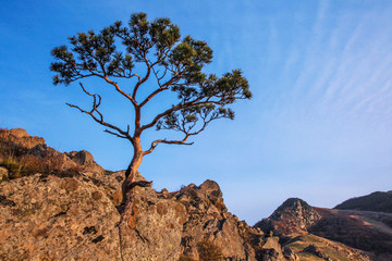 Fototapeta premium дерево в горах