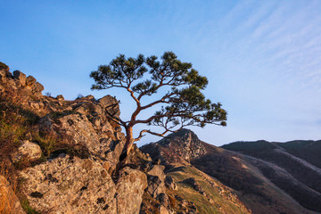 Fototapeta na wymiar дерево в горах