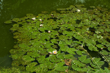 many green leaves and flowers of lilies in the pond 