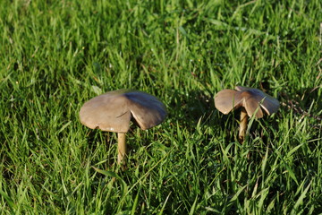 two mushrooms in the park in the middle of green grass
