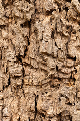 wood texture