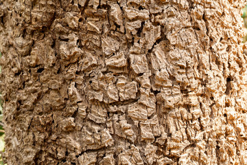 wood texture